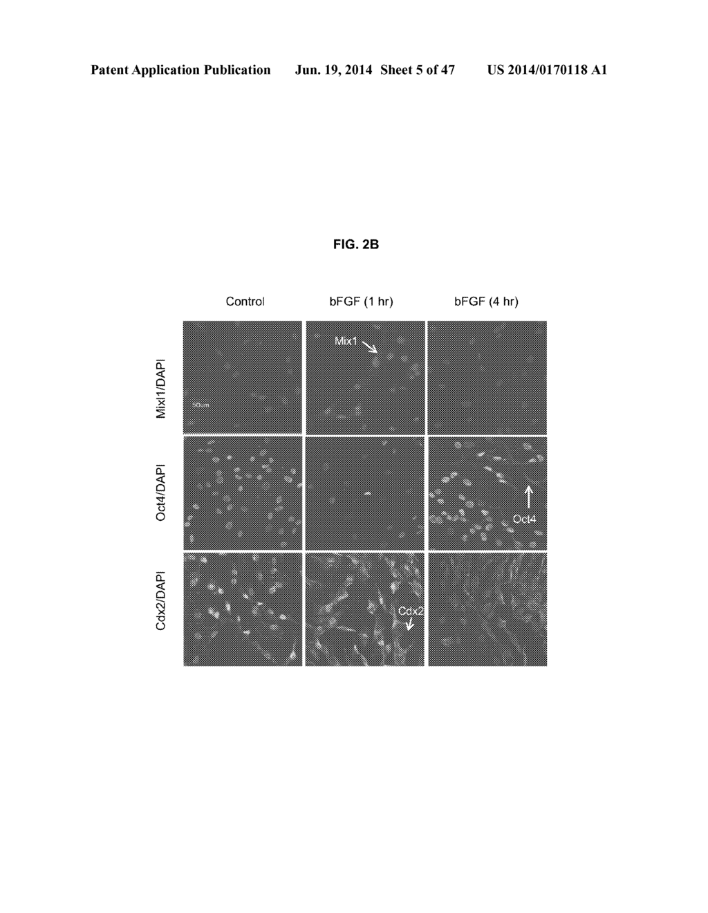 METHODS OF DIFFERENTIATING STEM CELLS BY MODULATING MIR-124 - diagram, schematic, and image 06