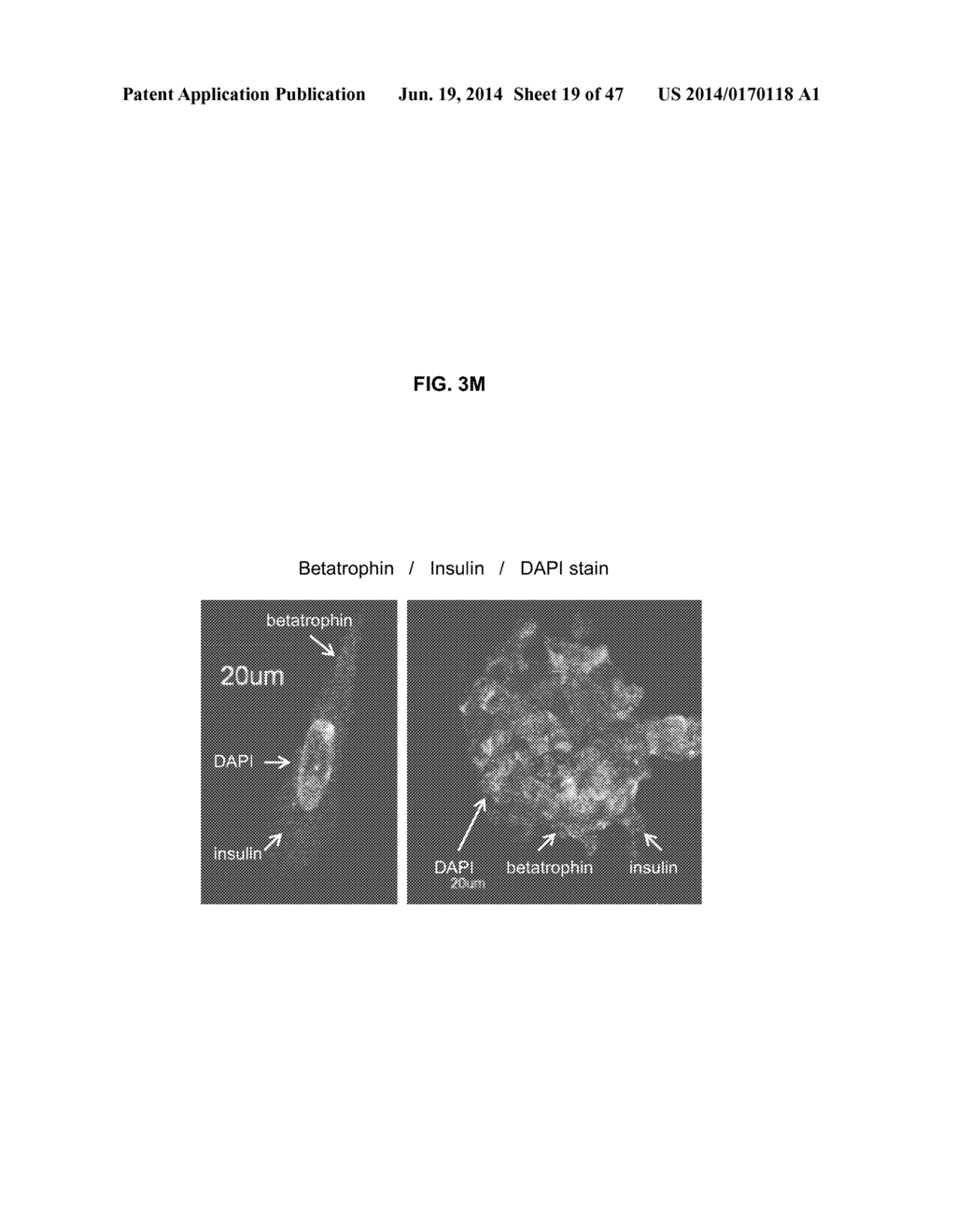 METHODS OF DIFFERENTIATING STEM CELLS BY MODULATING MIR-124 - diagram, schematic, and image 20