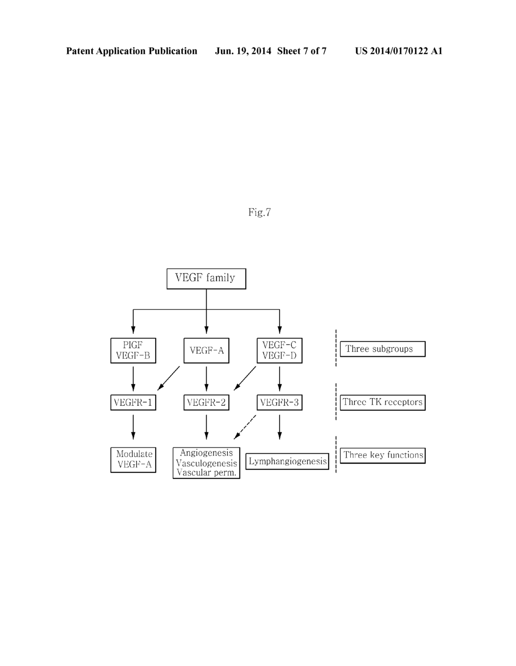 ADULT STEM CELLS DERIVED FROM HUMAN SKIN DERMIS - diagram, schematic, and image 08