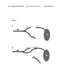 PRESERVATION OF THE NEUROMUSCULAR JUNCTION (NMJ) AFTER TRAUMATIC NERVE     INJURY diagram and image