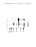 Yersinia spp. Polypeptides and Methods of Use diagram and image