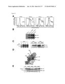 VIRUS-LIKE PARTICLES AND METHODS OF USE diagram and image