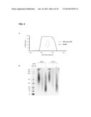 METHODS FOR SCREENING INHIBITORS OF TUMOR ASSOCIATED PROTEIN AGGREGATION diagram and image