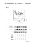 METHODS FOR SCREENING INHIBITORS OF TUMOR ASSOCIATED PROTEIN AGGREGATION diagram and image