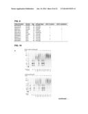 METHODS FOR SCREENING INHIBITORS OF TUMOR ASSOCIATED PROTEIN AGGREGATION diagram and image