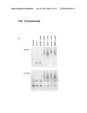 METHODS FOR SCREENING INHIBITORS OF TUMOR ASSOCIATED PROTEIN AGGREGATION diagram and image