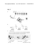 METHODS FOR SCREENING INHIBITORS OF TUMOR ASSOCIATED PROTEIN AGGREGATION diagram and image