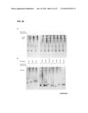 METHODS FOR SCREENING INHIBITORS OF TUMOR ASSOCIATED PROTEIN AGGREGATION diagram and image