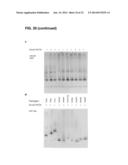 METHODS FOR SCREENING INHIBITORS OF TUMOR ASSOCIATED PROTEIN AGGREGATION diagram and image