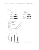 METHODS FOR SCREENING INHIBITORS OF TUMOR ASSOCIATED PROTEIN AGGREGATION diagram and image