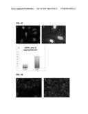 METHODS FOR SCREENING INHIBITORS OF TUMOR ASSOCIATED PROTEIN AGGREGATION diagram and image