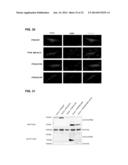 METHODS FOR SCREENING INHIBITORS OF TUMOR ASSOCIATED PROTEIN AGGREGATION diagram and image