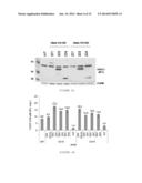 EXPRESSION OF ISOFORM 202 OF ERCC1 FOR PREDICTING RESPONSE TO CANCER     CHEMOTHERAPY diagram and image