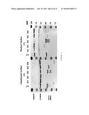 EXPRESSION OF ISOFORM 202 OF ERCC1 FOR PREDICTING RESPONSE TO CANCER     CHEMOTHERAPY diagram and image