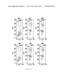 EXPRESSION OF ISOFORM 202 OF ERCC1 FOR PREDICTING RESPONSE TO CANCER     CHEMOTHERAPY diagram and image