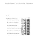 Method For Producing Carotenoids Each Having 50 Carbon Atoms diagram and image