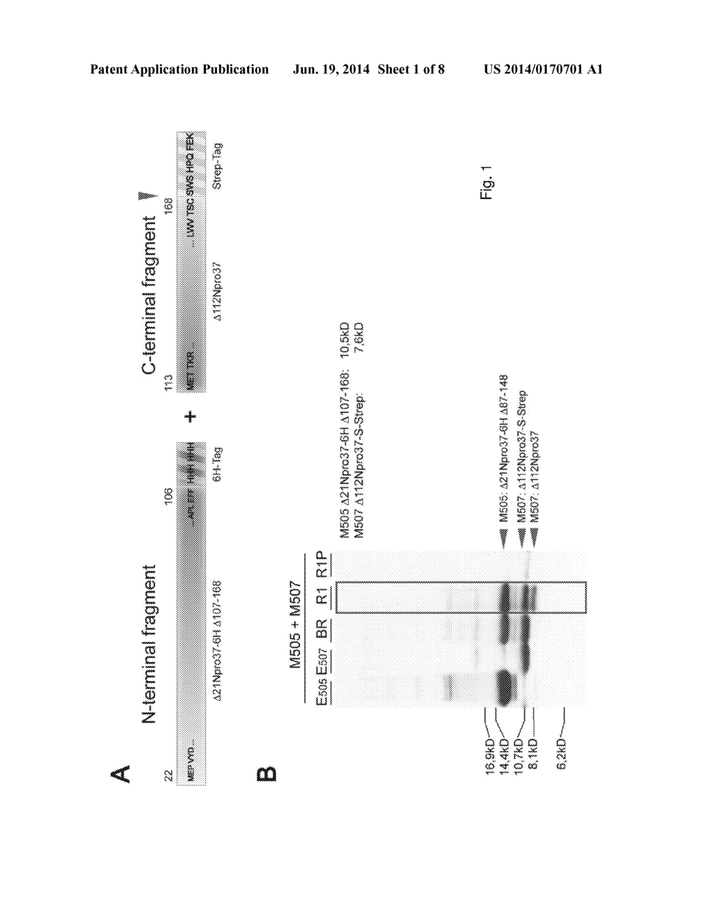 METHOD FOR PRODUCING A RECOMBINANT PROTEIN OF INTEREST - diagram, schematic, and image 02