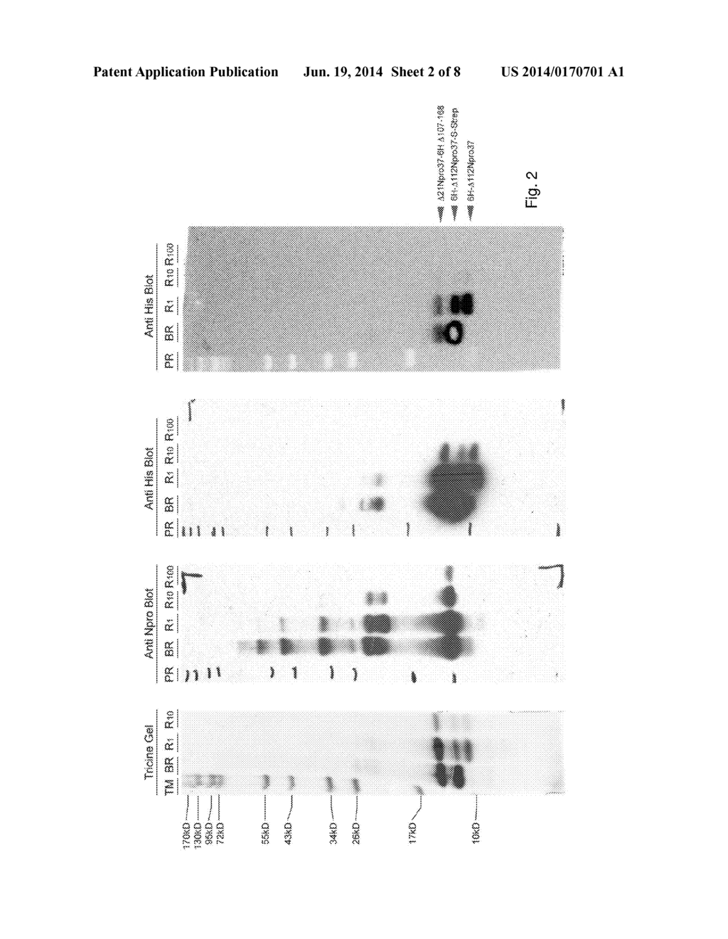 METHOD FOR PRODUCING A RECOMBINANT PROTEIN OF INTEREST - diagram, schematic, and image 03