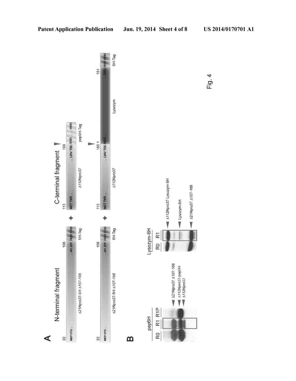 METHOD FOR PRODUCING A RECOMBINANT PROTEIN OF INTEREST - diagram, schematic, and image 05