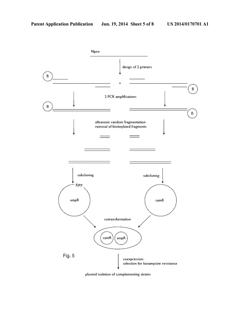 METHOD FOR PRODUCING A RECOMBINANT PROTEIN OF INTEREST - diagram, schematic, and image 06