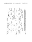 Production of Carrier-Peptide Conjugates Using Chemically Reactive     Unnatural Amino Acids diagram and image