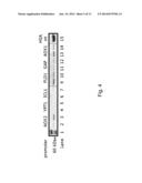 Production of Carrier-Peptide Conjugates Using Chemically Reactive     Unnatural Amino Acids diagram and image