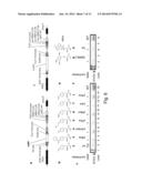 Production of Carrier-Peptide Conjugates Using Chemically Reactive     Unnatural Amino Acids diagram and image