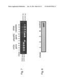 Production of Carrier-Peptide Conjugates Using Chemically Reactive     Unnatural Amino Acids diagram and image