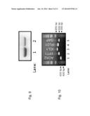 Production of Carrier-Peptide Conjugates Using Chemically Reactive     Unnatural Amino Acids diagram and image