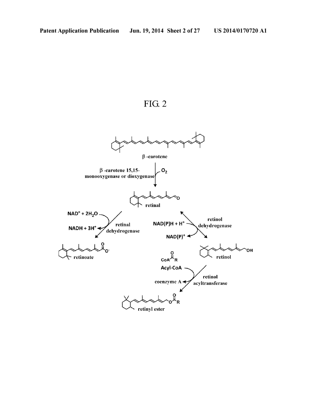 METHOD FOR PRODUCING RETINOID FROM MICROORGANISM - diagram, schematic, and image 03