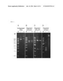 REPLICATING EXPRESSION VECTOR AND METHODS diagram and image