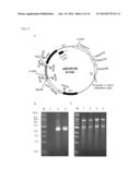 REPLICATING EXPRESSION VECTOR AND METHODS diagram and image