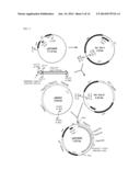 REPLICATING EXPRESSION VECTOR AND METHODS diagram and image