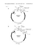 REPLICATING EXPRESSION VECTOR AND METHODS diagram and image