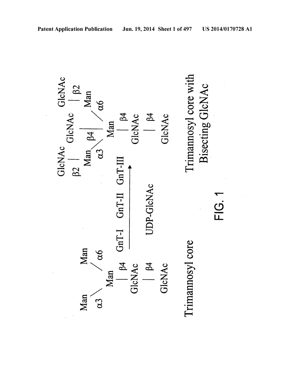 Factor IX:  Remodeling and Glycoconjugation of Factor IX - diagram, schematic, and image 02