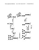 Factor IX:  Remodeling and Glycoconjugation of Factor IX diagram and image