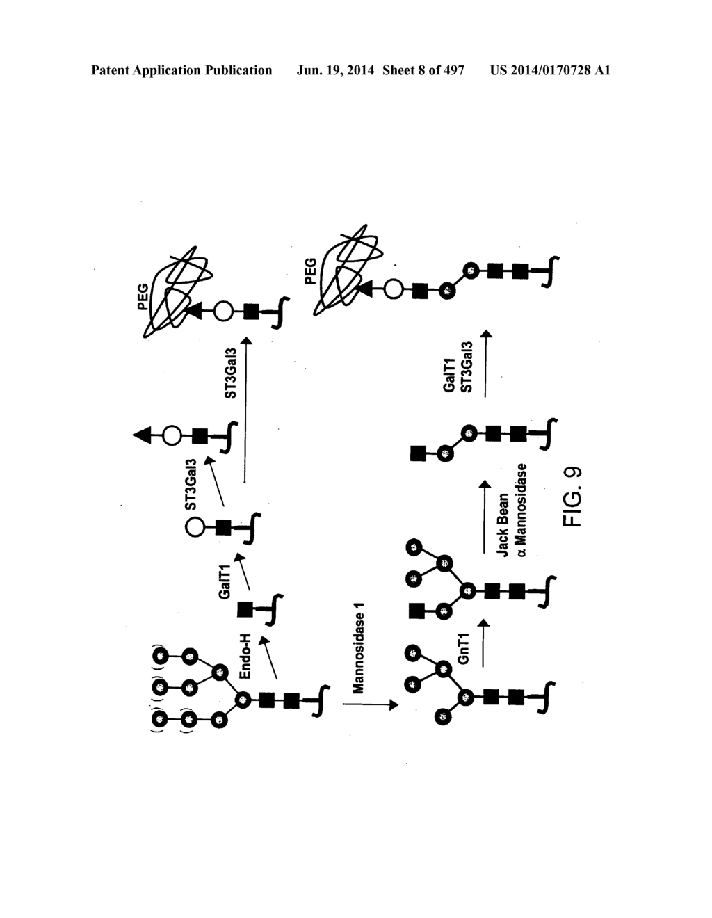 Factor IX:  Remodeling and Glycoconjugation of Factor IX - diagram, schematic, and image 09