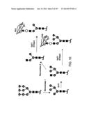 Factor IX:  Remodeling and Glycoconjugation of Factor IX diagram and image