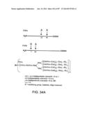 Factor IX:  Remodeling and Glycoconjugation of Factor IX diagram and image