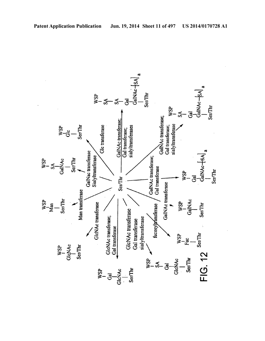 Factor IX:  Remodeling and Glycoconjugation of Factor IX - diagram, schematic, and image 12