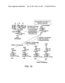 Factor IX:  Remodeling and Glycoconjugation of Factor IX diagram and image