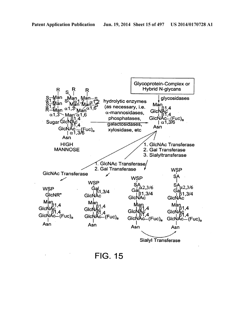 Factor IX:  Remodeling and Glycoconjugation of Factor IX - diagram, schematic, and image 16