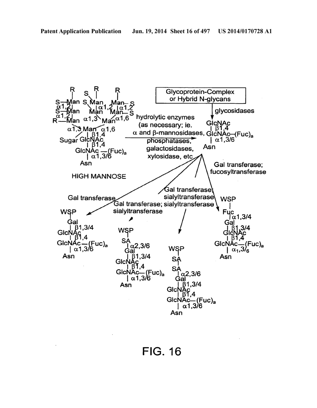 Factor IX:  Remodeling and Glycoconjugation of Factor IX - diagram, schematic, and image 17