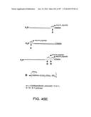 Factor IX:  Remodeling and Glycoconjugation of Factor IX diagram and image