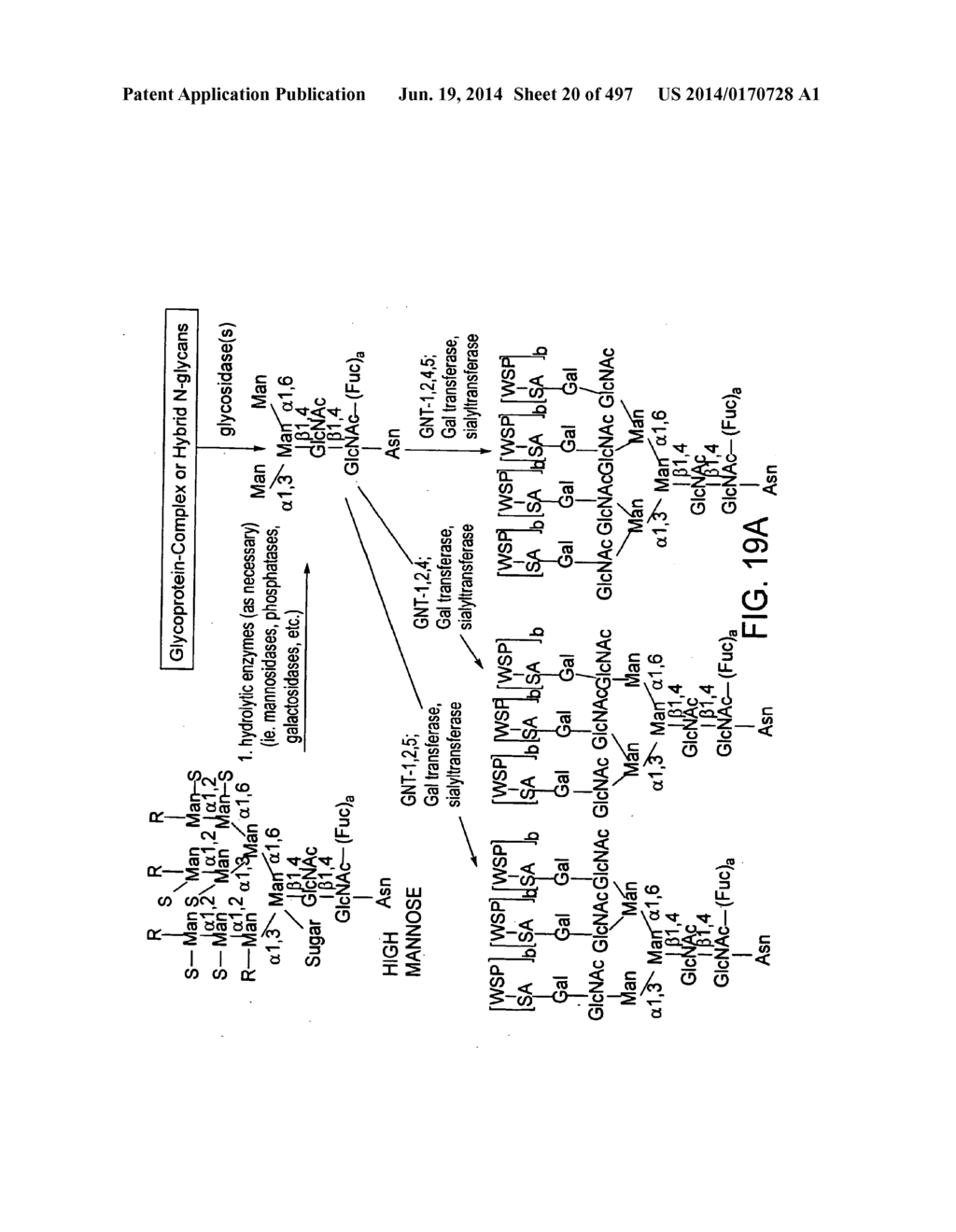 Factor IX:  Remodeling and Glycoconjugation of Factor IX - diagram, schematic, and image 21