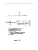 Factor IX:  Remodeling and Glycoconjugation of Factor IX diagram and image