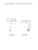 Factor IX:  Remodeling and Glycoconjugation of Factor IX diagram and image