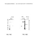 Factor IX:  Remodeling and Glycoconjugation of Factor IX diagram and image