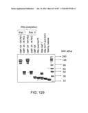 Factor IX:  Remodeling and Glycoconjugation of Factor IX diagram and image