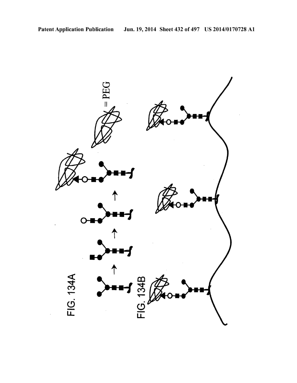 Factor IX:  Remodeling and Glycoconjugation of Factor IX - diagram, schematic, and image 433